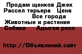 Продам щенков Джек Рассел терьера › Цена ­ 25 000 - Все города Животные и растения » Собаки   . Адыгея респ.